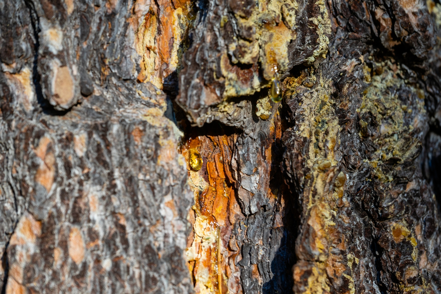 Pine Bark Pine Bark