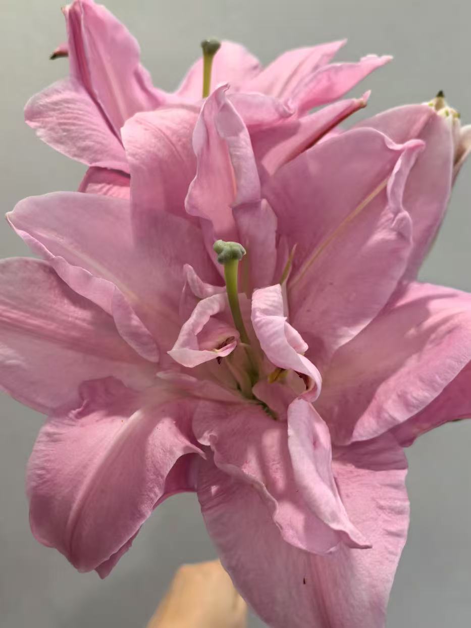 Double Diamond Double lily3 Double Diamond Double lily3