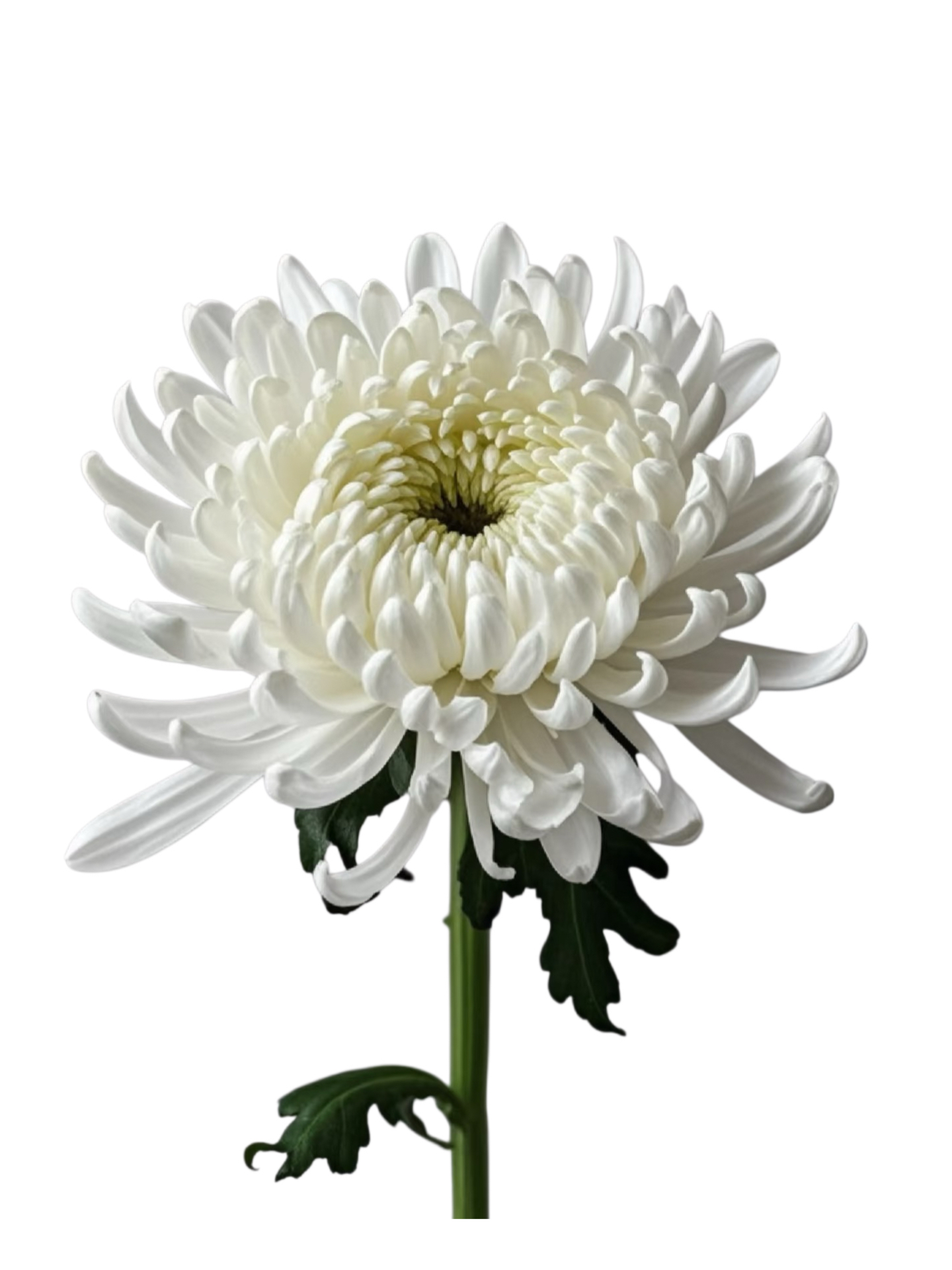 White chrysanthemum White chrysanthemum