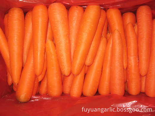 Size L Fresh Carrot