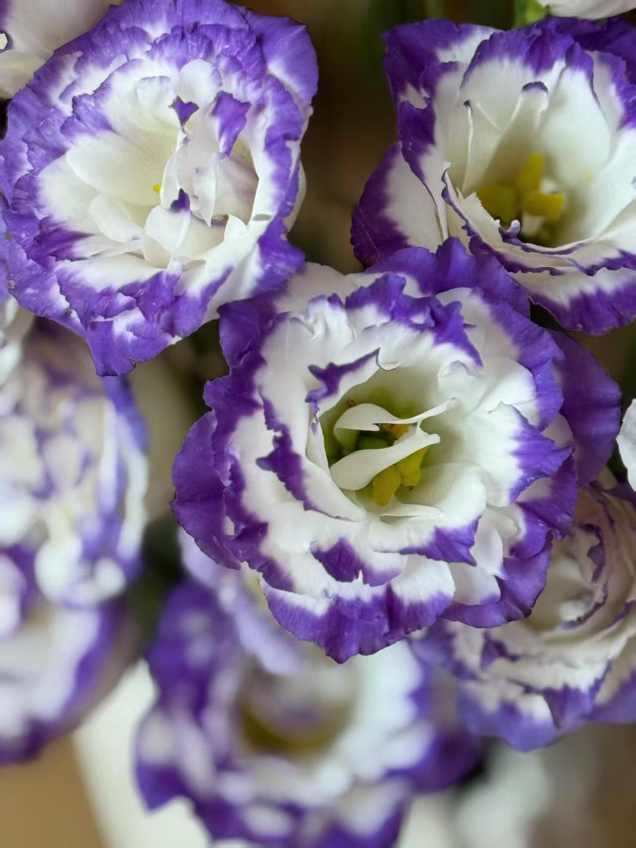 Purple-edged Lisianthus Purple-edged Lisianthus