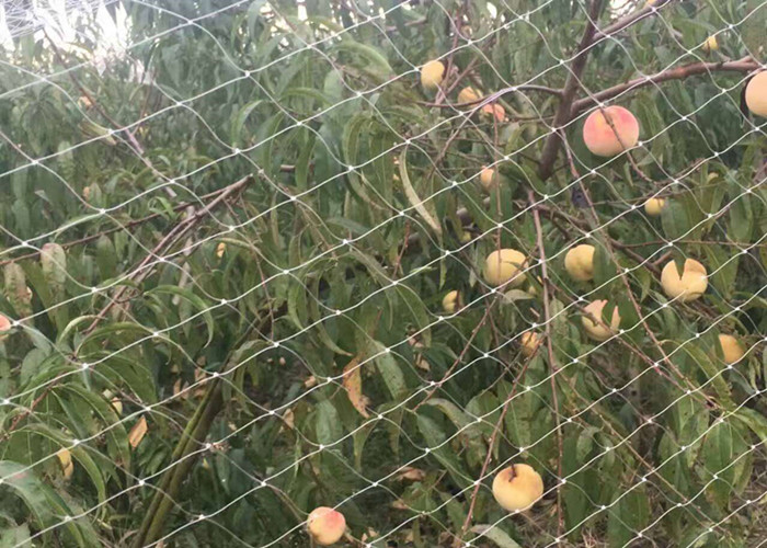 anti-bird netting 2 anti-bird netting 2