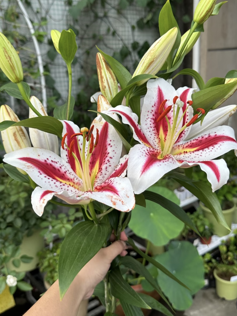 Smiley Single-petal Lily2 Smiley Single-petal Lily2