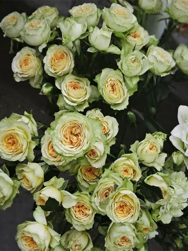 Avocado Spray rose5 Avocado Spray rose5