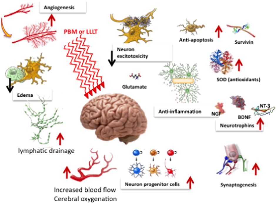 Mutiple mechanisms for PBM in Brain (3)