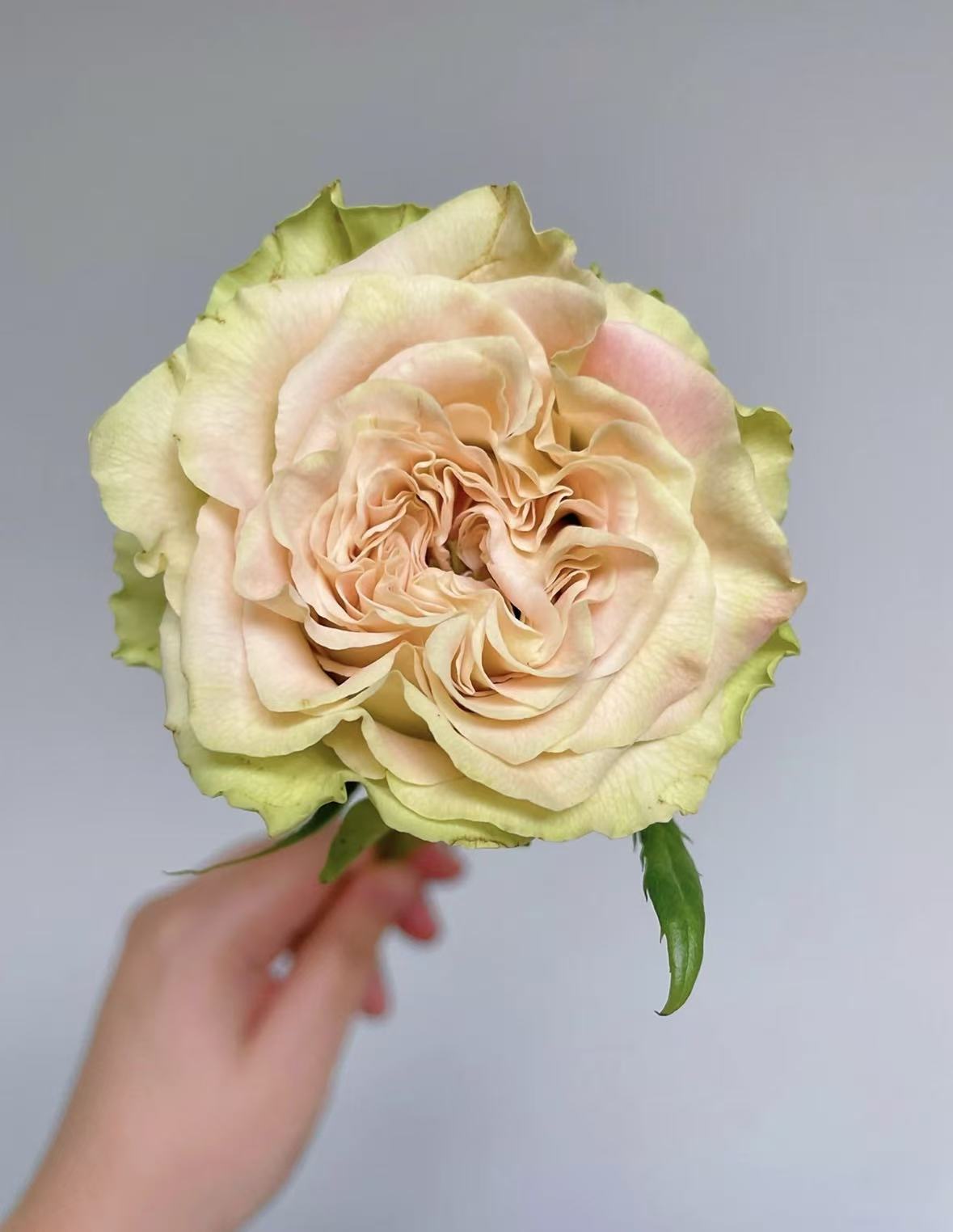 Shangguan Wan'er Rose Shangguan Wan'er Rose