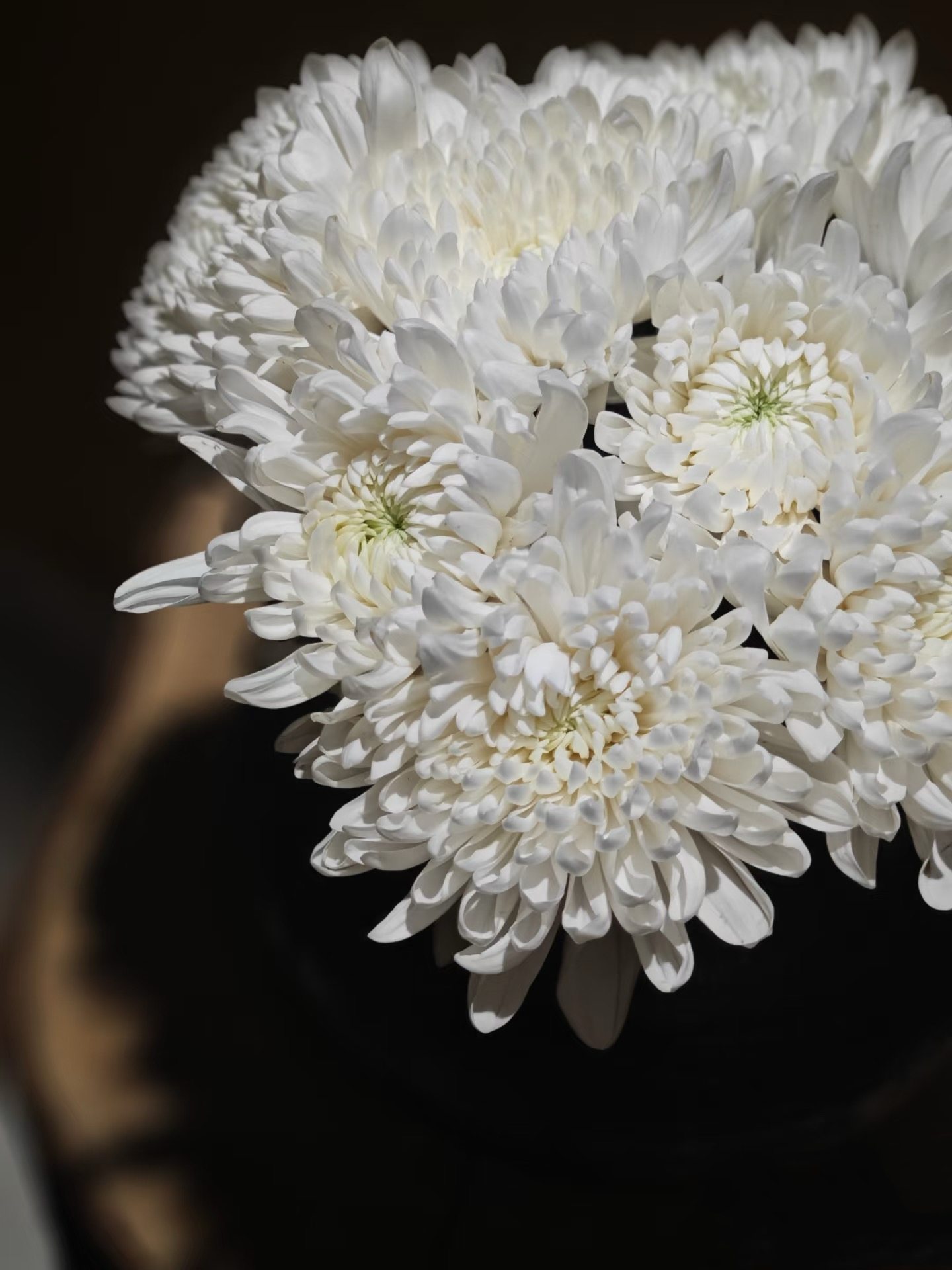 White chrysanthemum White chrysanthemum