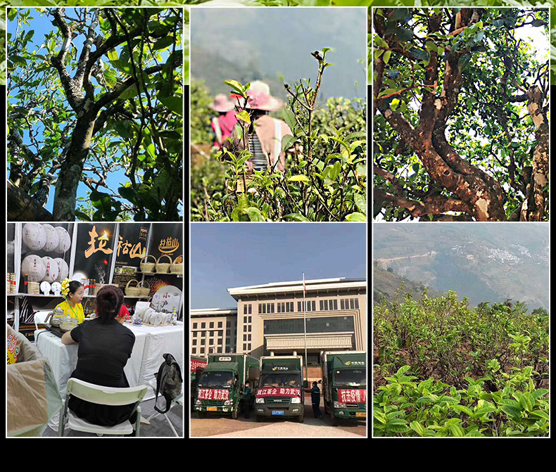 Tea Garden Environment Tea Garden Environment