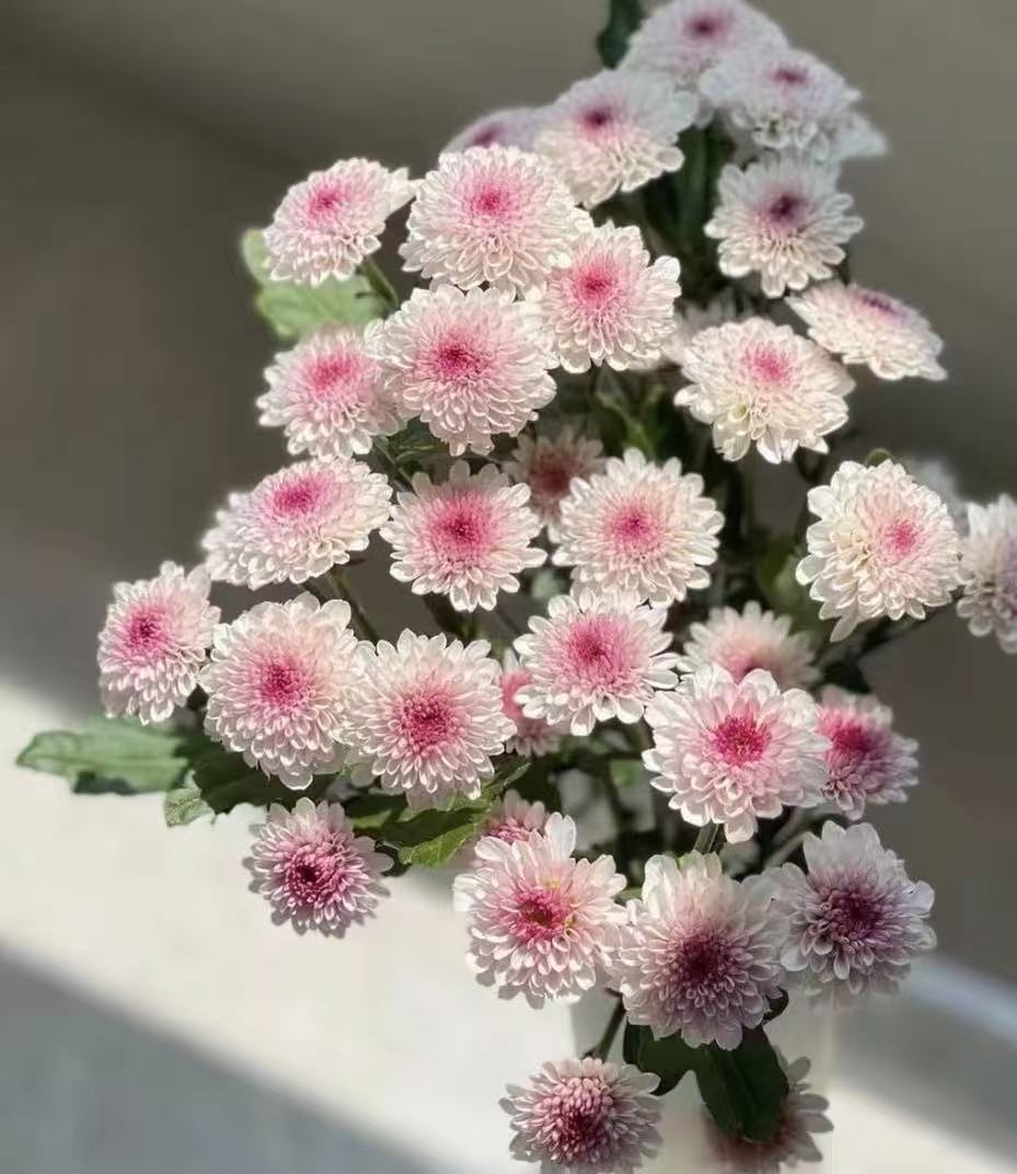 Matisse pink chrysanthemum1 Matisse pink chrysanthemum1