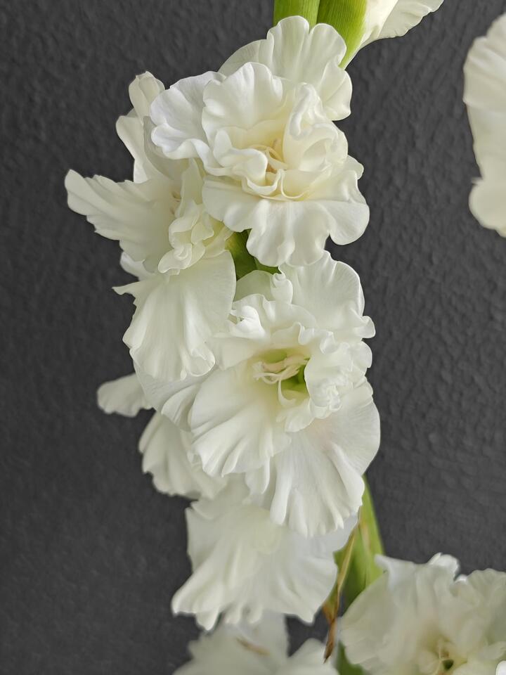 Gladiolus Crystal Candy Gladiolus Crystal Candy