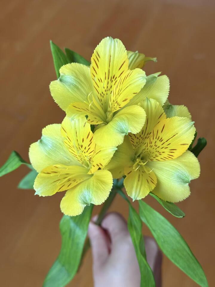 Yellow Alstroemeria Yellow Alstroemeria