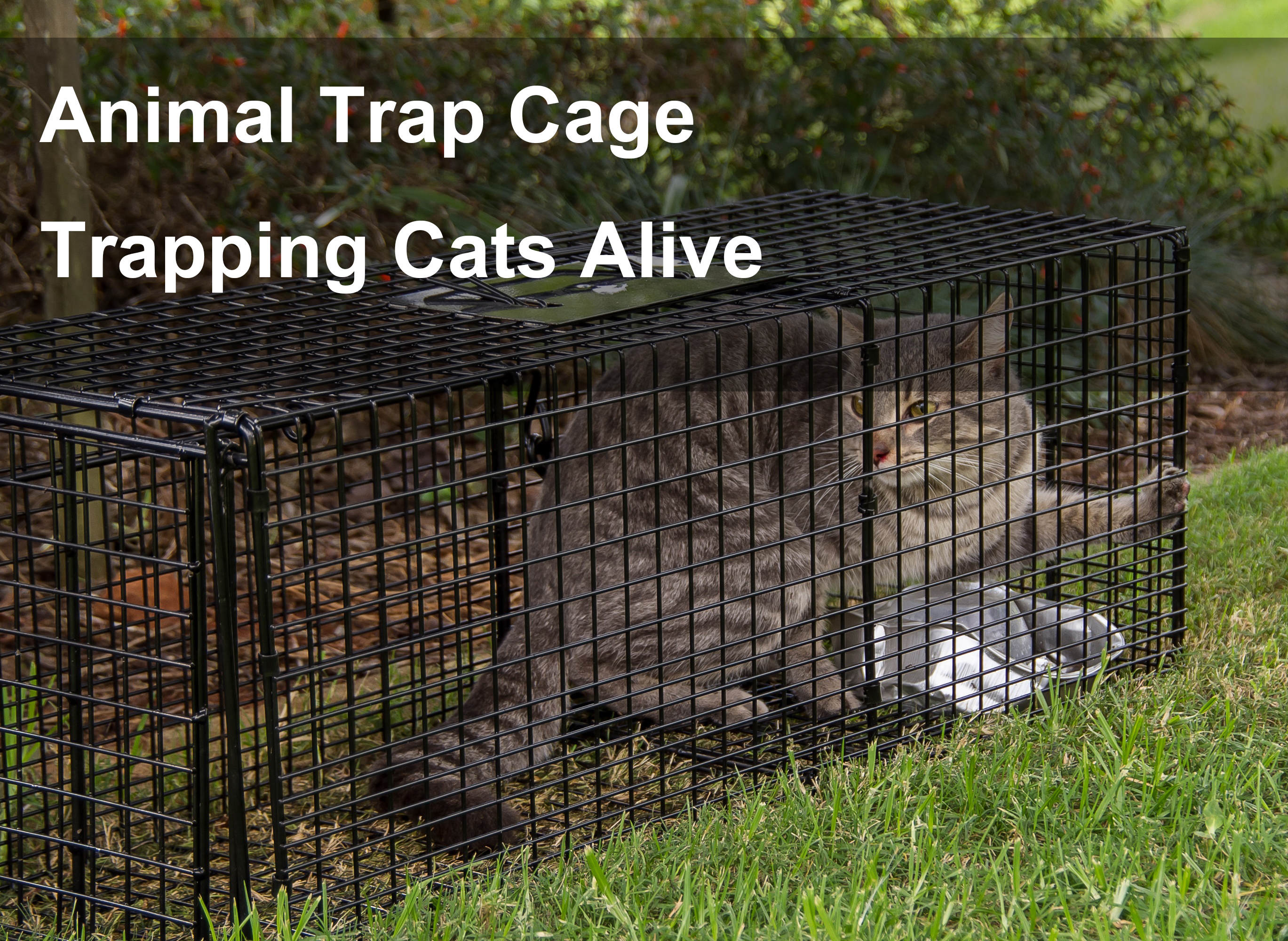 animal trap cage trapping cats alive