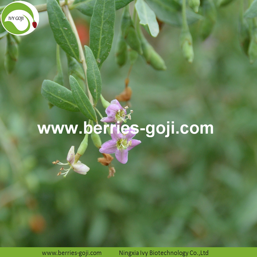 goji berry goji berry