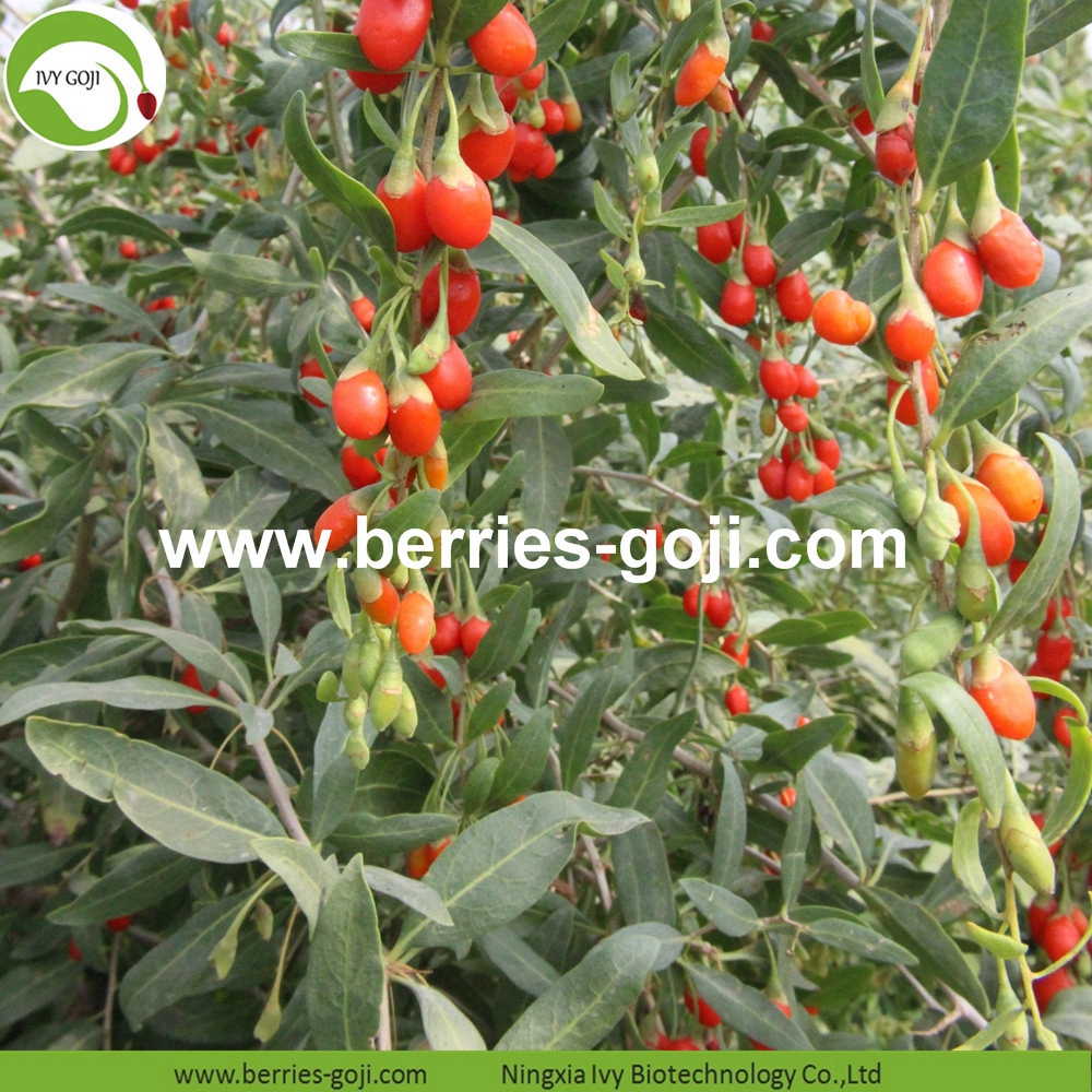 Goji Berries Goji Berries