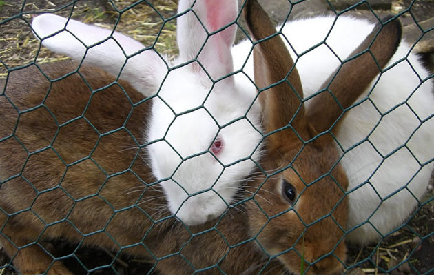 Rabbit Wire Netting