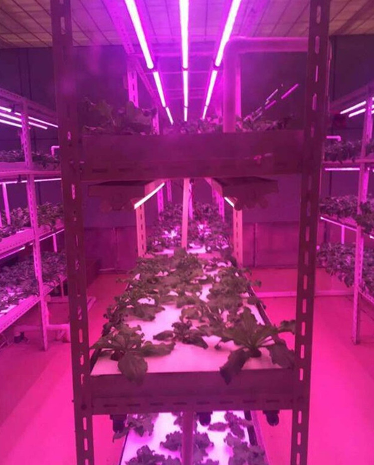 led grow strip