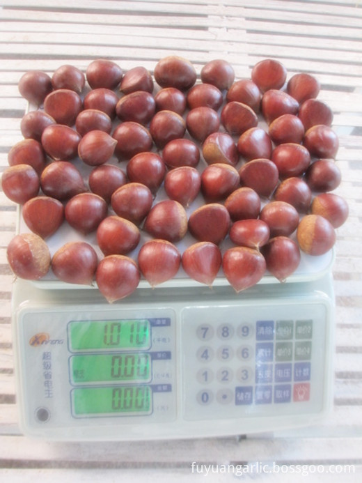 2018 Fresh chestnut 2018 Fresh chestnut