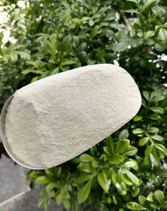Rice Protein Powder 70 Jpg Rice Protein Powder 70 Jpg