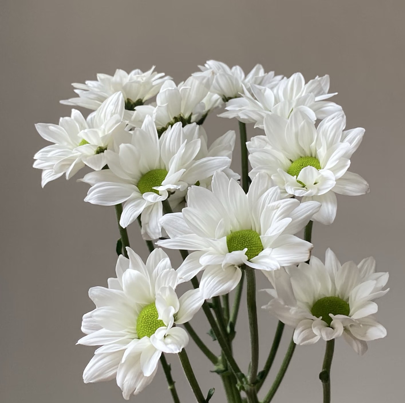 Sofitel spray white chrysanthemum Sofitel spray white chrysanthemum
