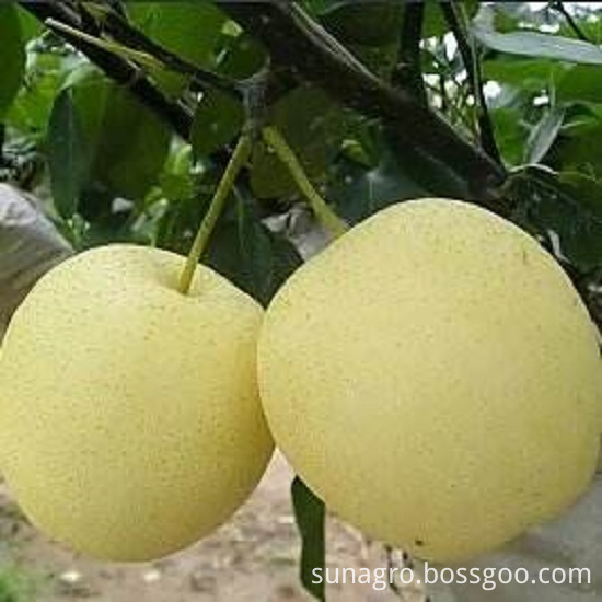 Sweet Snow Pear,