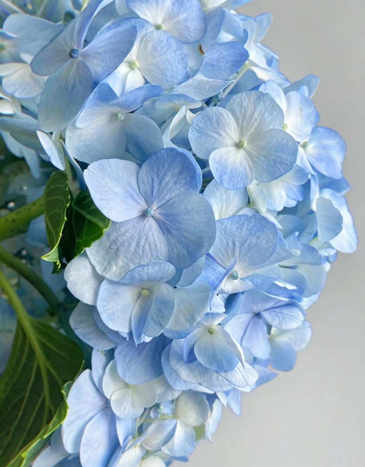 Light blue single Hydrangea Light blue single Hydrangea