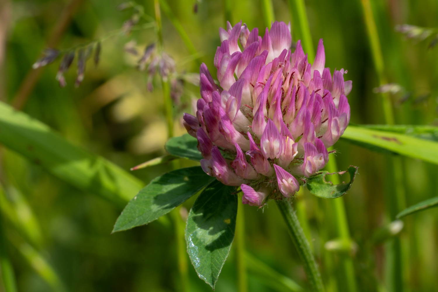 Red Clover Red Clover