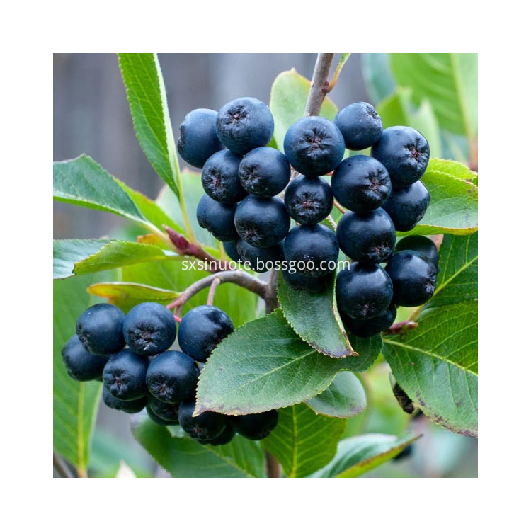 Black Chokeberry Extract Black Chokeberry Extract