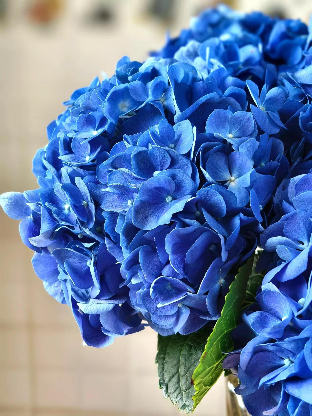 Dark blue single hydrangea Dark blue single hydrangea