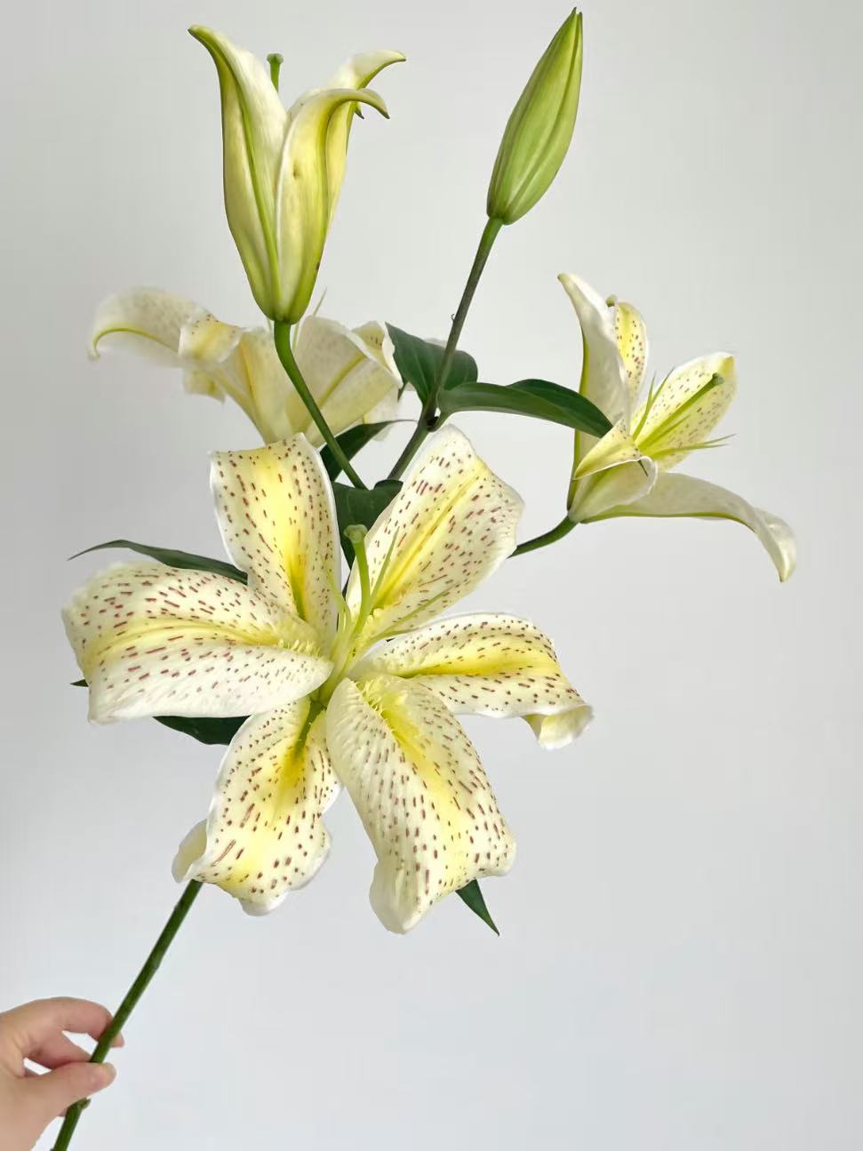 Tiger Muen Oriental Lily3 Tiger Muen Oriental Lily3