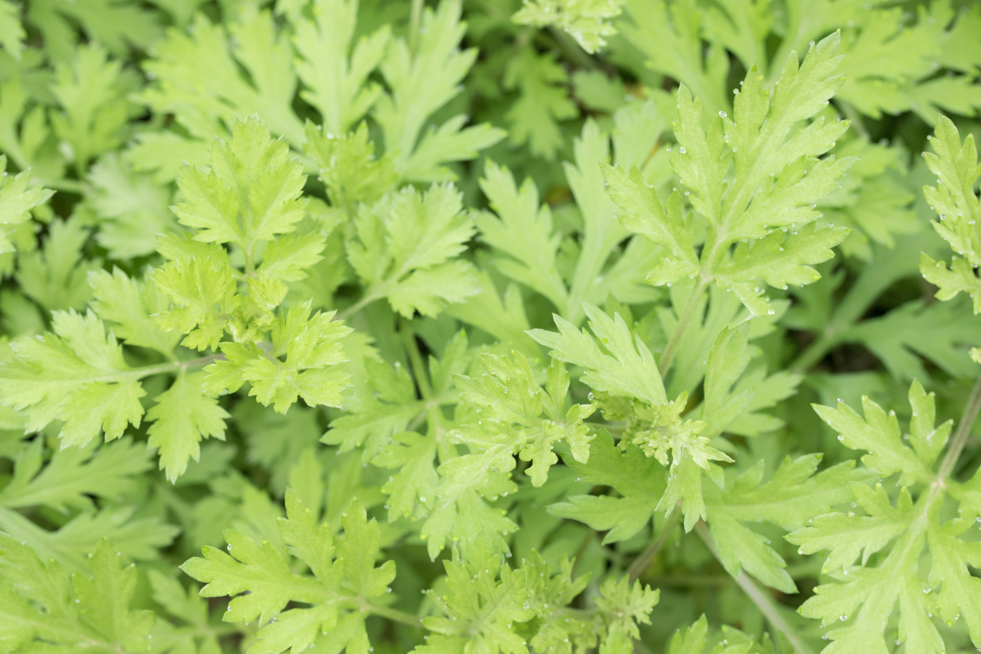 Artemisia argyi Levl. et Vant. Artemisia argyi Levl. et Vant.