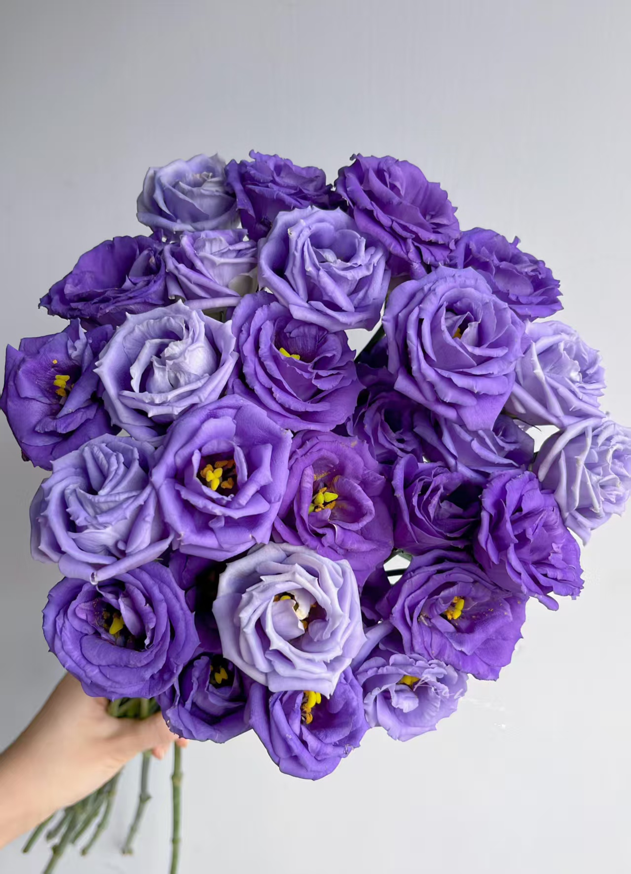 Purple Lisianthus Purple Lisianthus