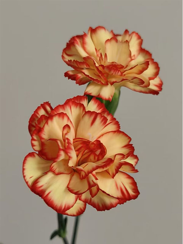 Spray carnation samba1 Spray carnation samba1