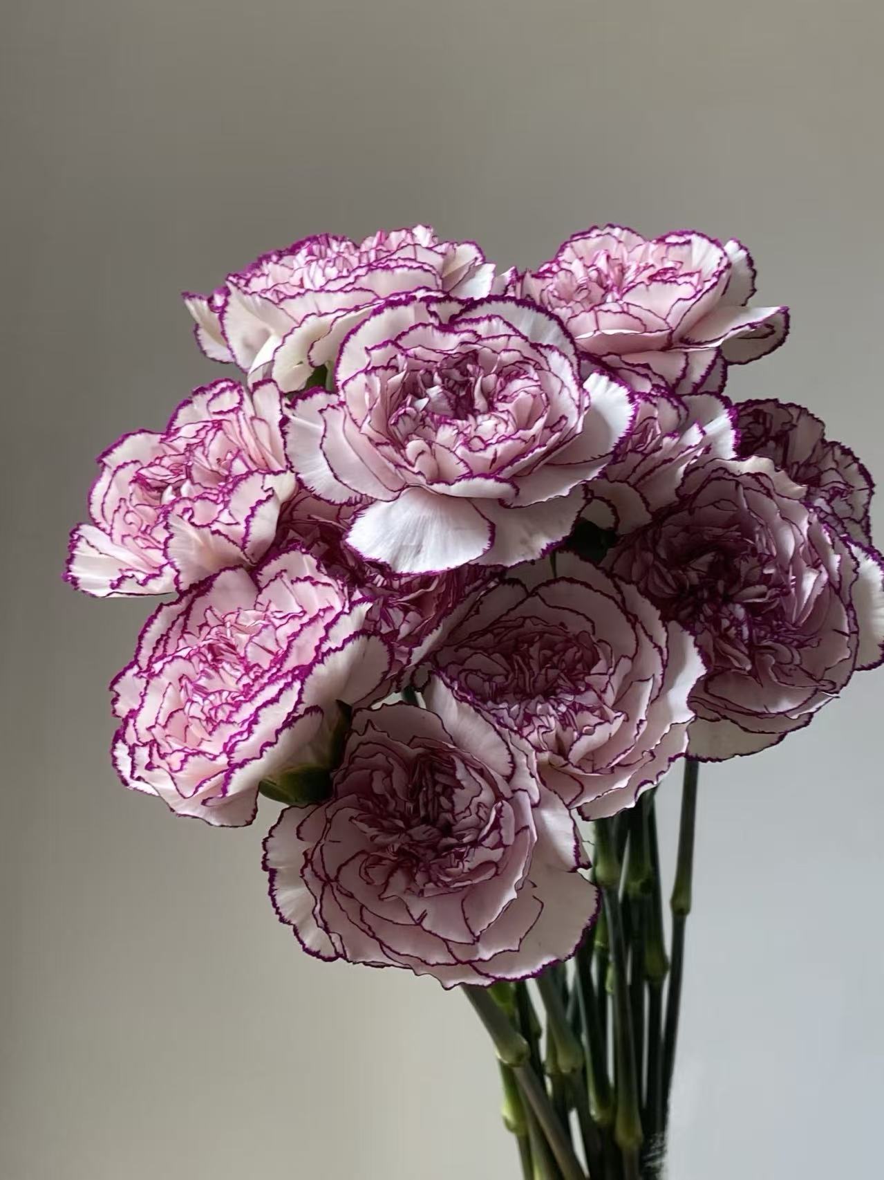 Single-headed carnation purple elf Single-headed carnation purple elf