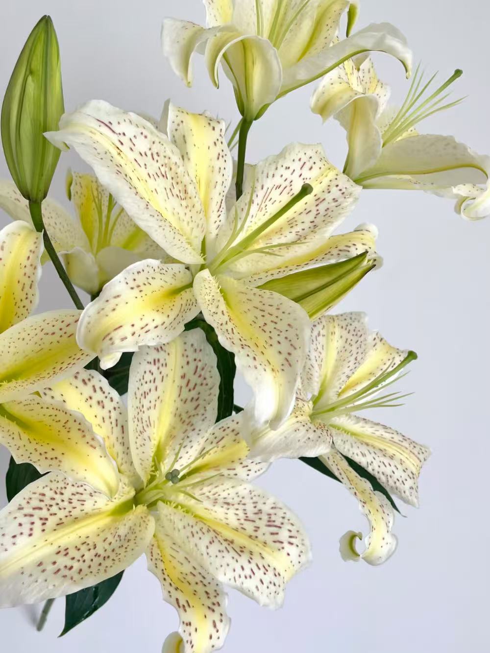 Tiger Muen Oriental Lily2 Tiger Muen Oriental Lily2