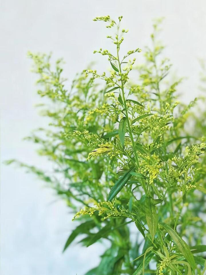 Canadian goldenrod Canadian goldenrod