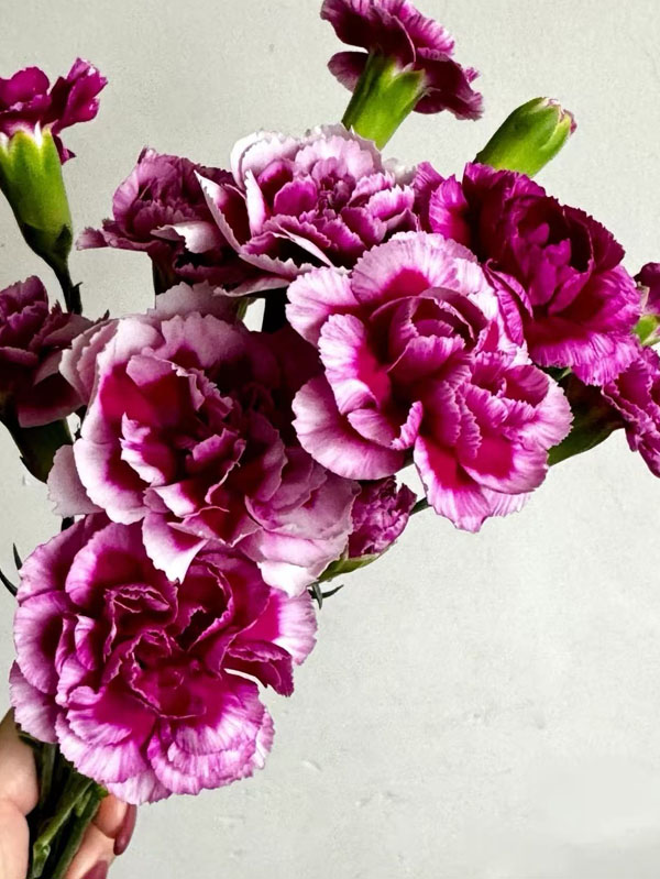 Spray carnation the prince of fashion3 Spray carnation the prince of fashion3