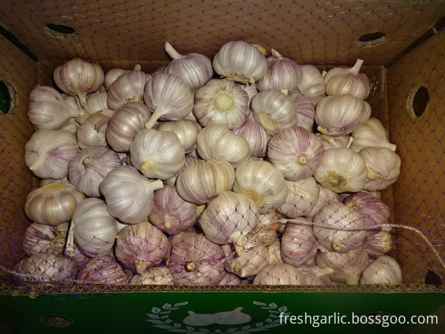 Normal White Garlic