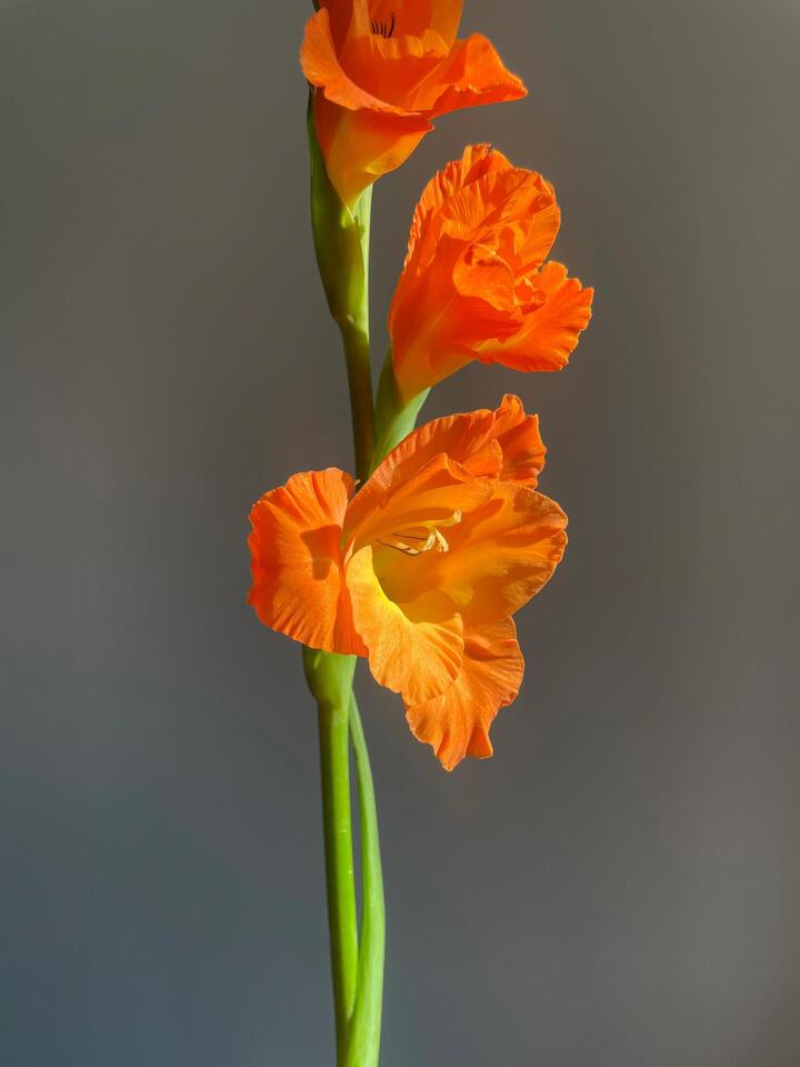 Orange Gladiolus Orange Gladiolus