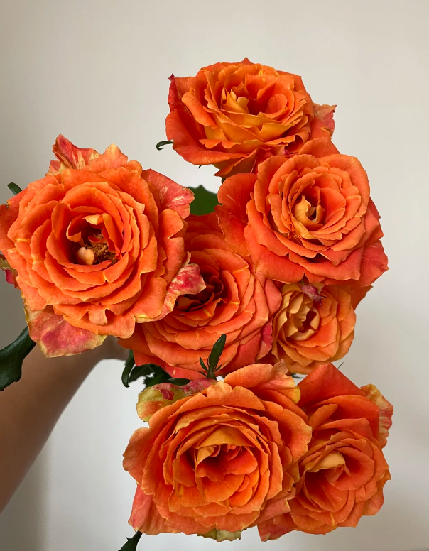 Rose Cancer Rose Cancer