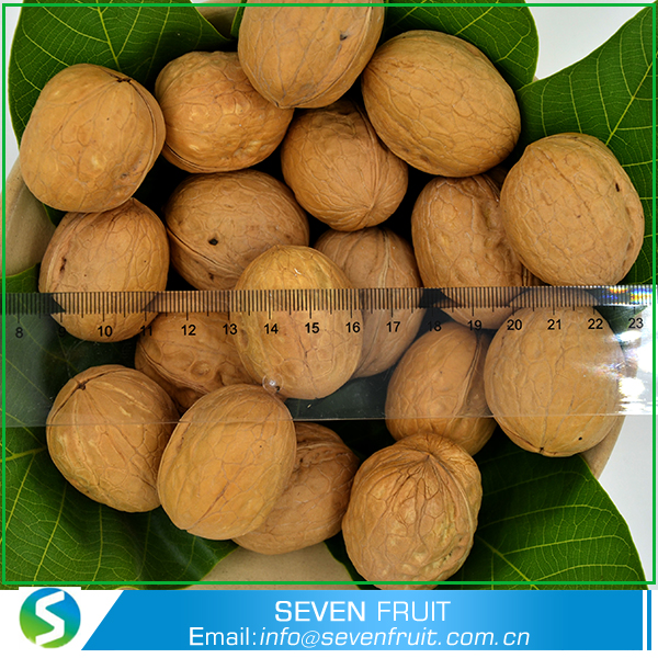 walnut 