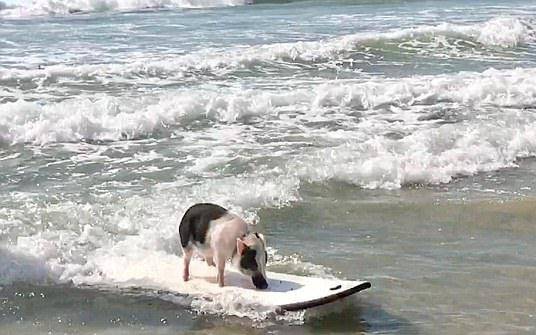 surfing 2