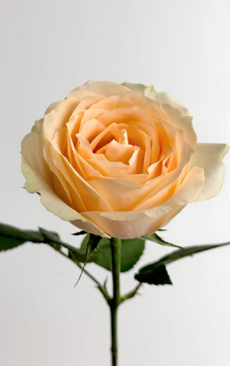 Champagne Rose Champagne Rose