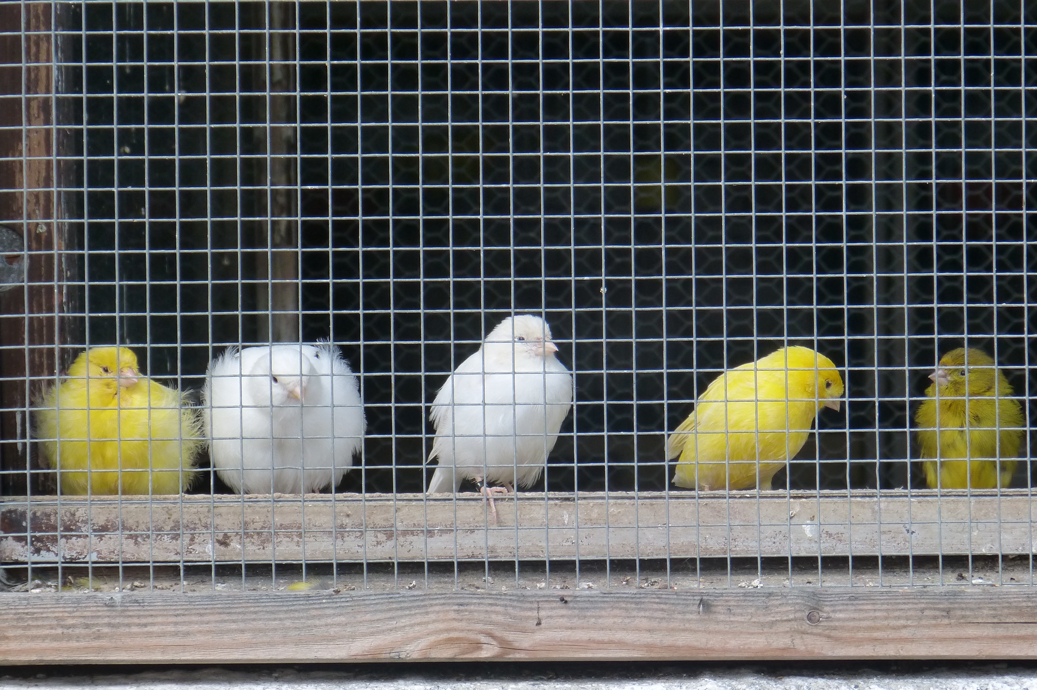 poultry wire fence