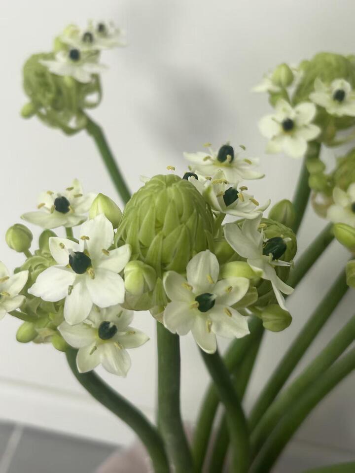 Wonder Flower Wonder Flower