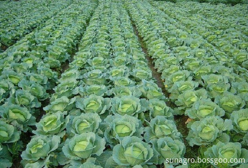 Fresh And Delicious Cabbage