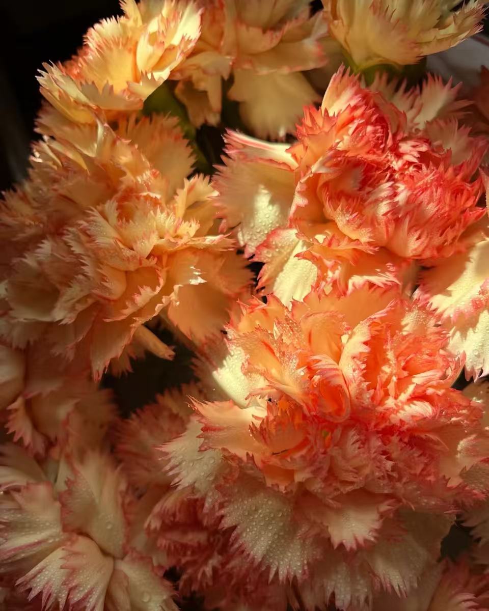 Single-headed Carnation Carnival5 Single-headed Carnation Carnival5