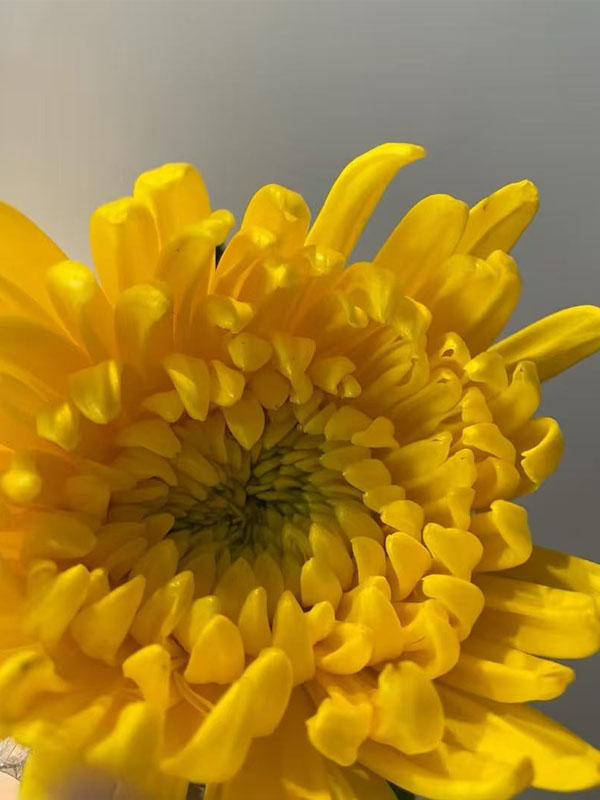 Standard Yellow chrysanthemum4 Standard Yellow chrysanthemum4