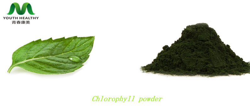 Chlorophyll powder Chlorophyll powder