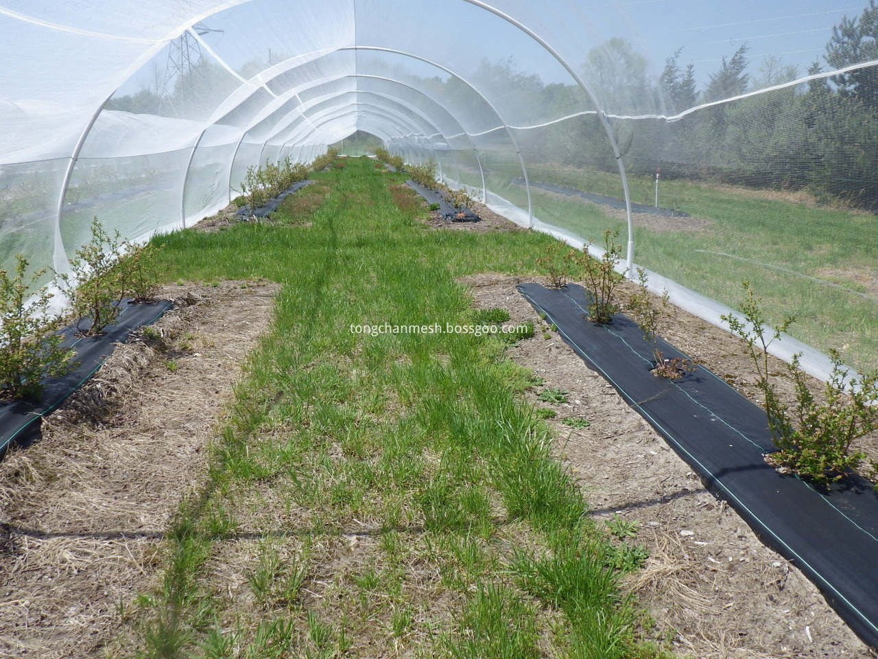 agricultural anti insect net