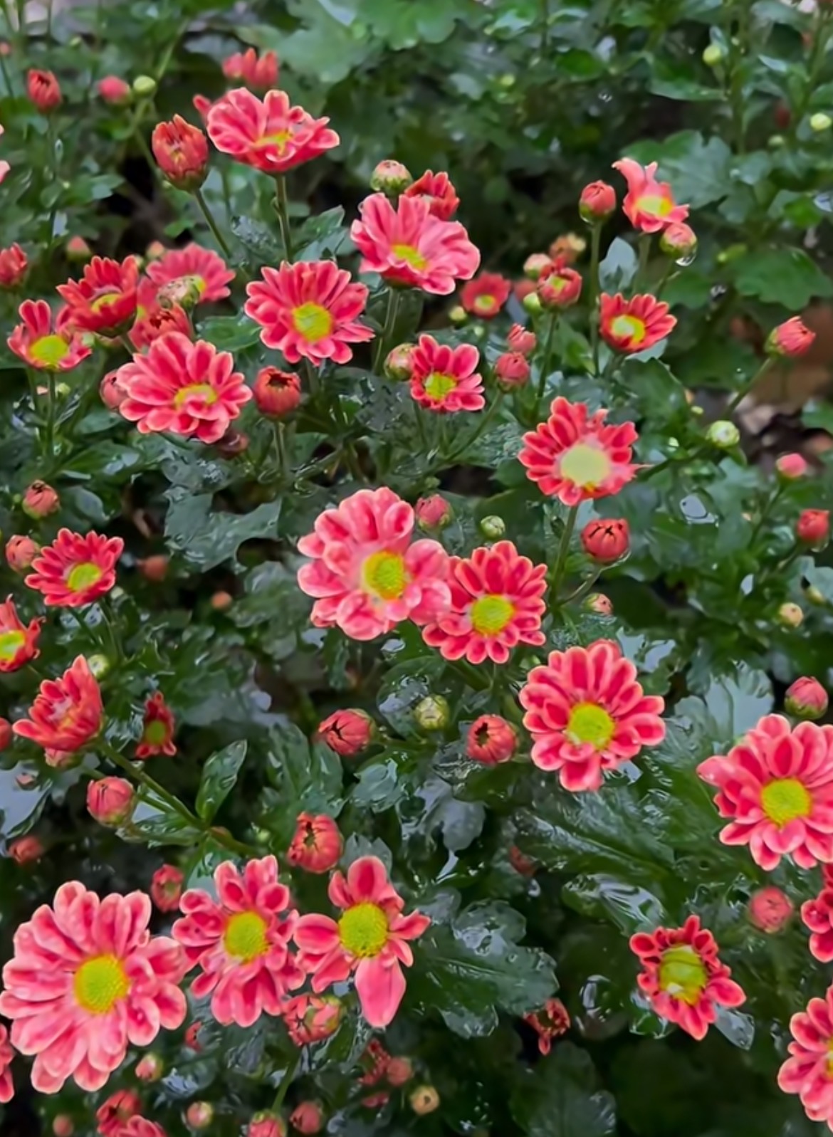 Linglong little chrysanthemum Linglong little chrysanthemum